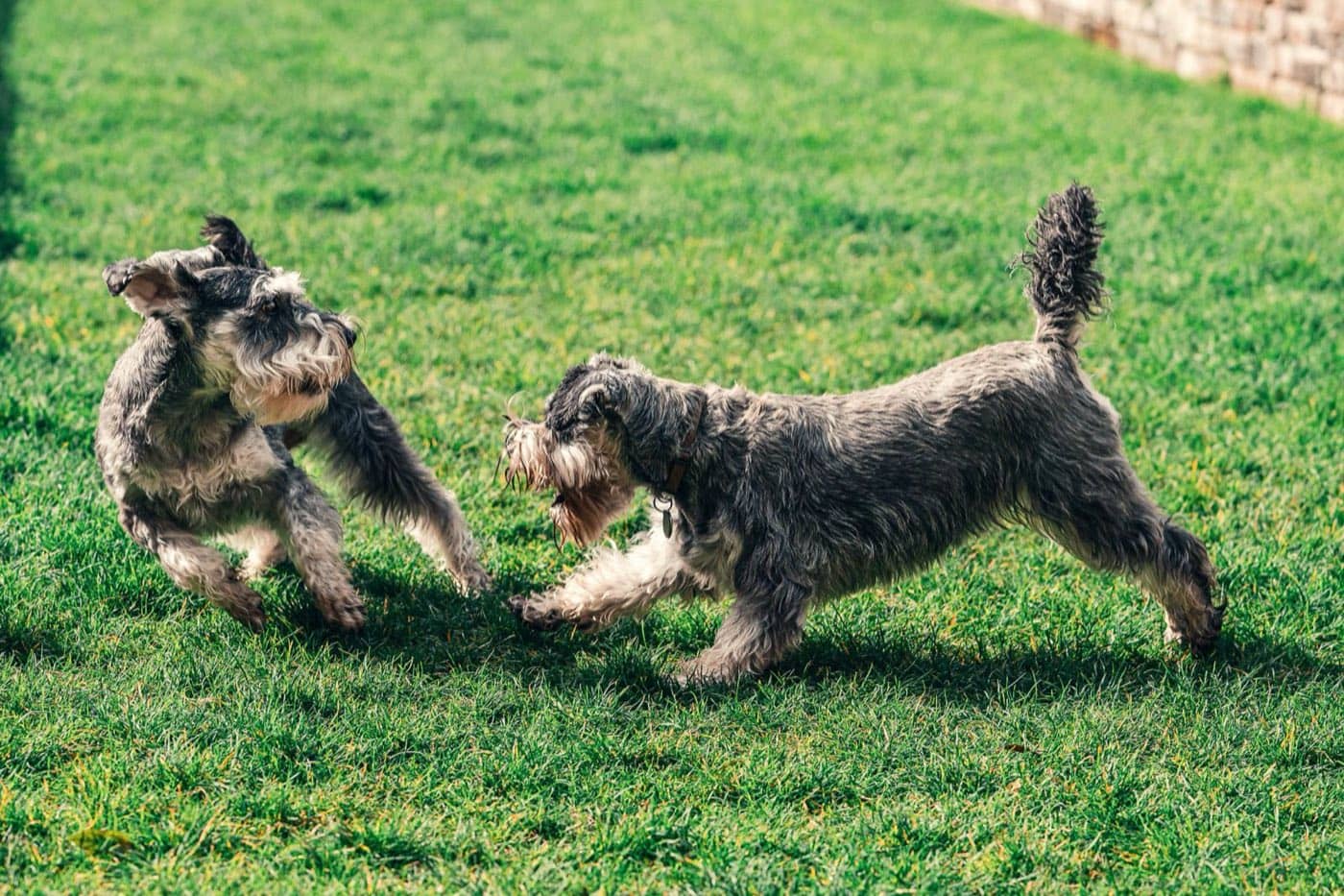 Zwei kleine Hunde spielen miteinander auf einer sonnigen Rasenfläche