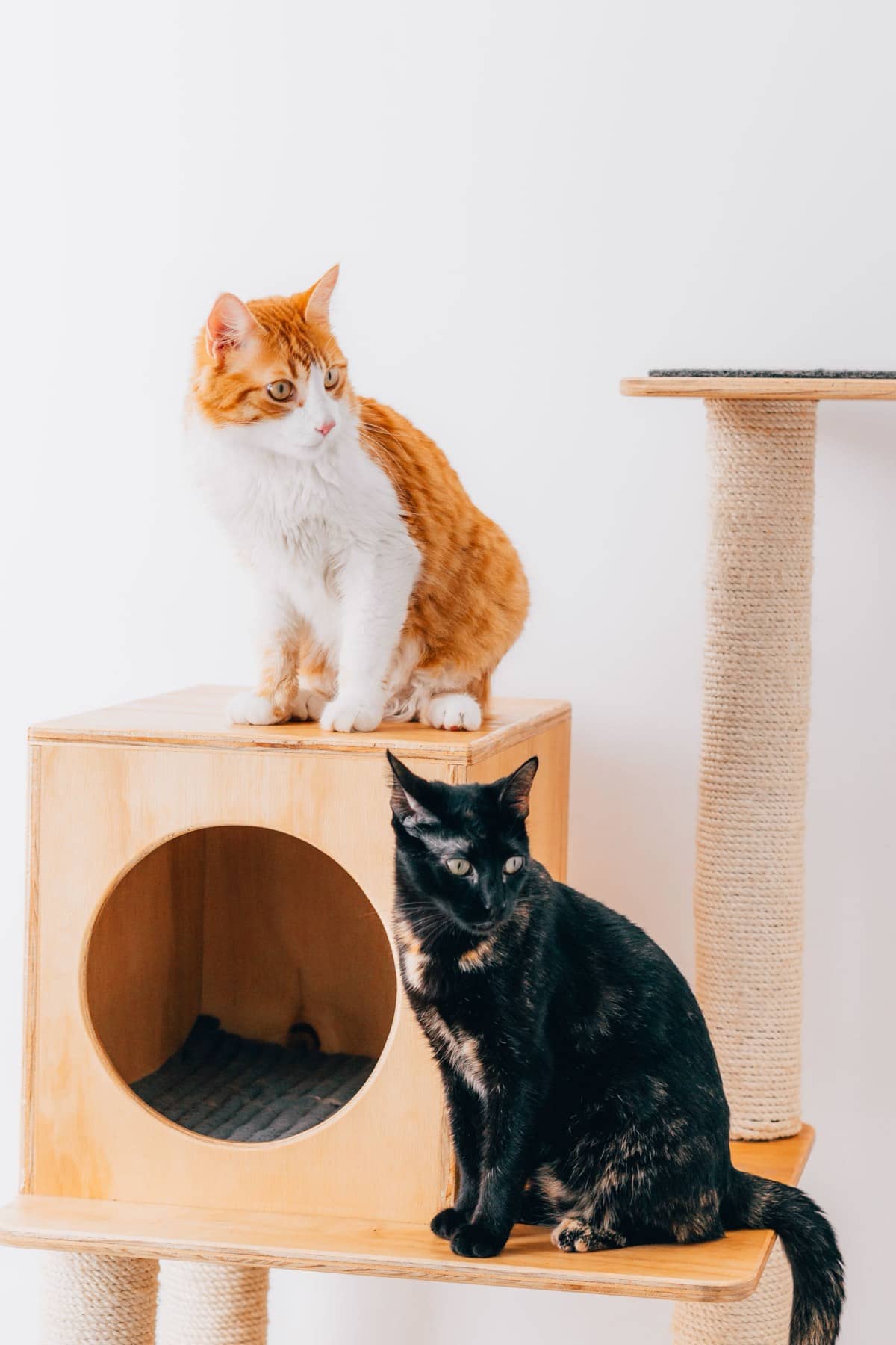 Zwei Katzen auf einem Katzenmöbel aus hellem Holz mit Kuschelhöhle und Kratzstamm