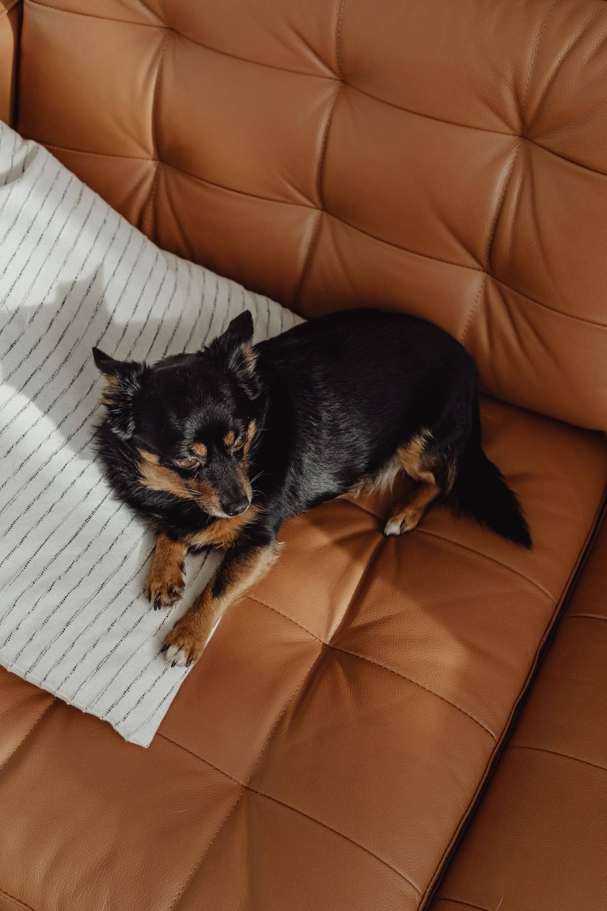 Kleiner schwarz-brauner Hund liegt zusammengerollt auf einem Ledersofa
