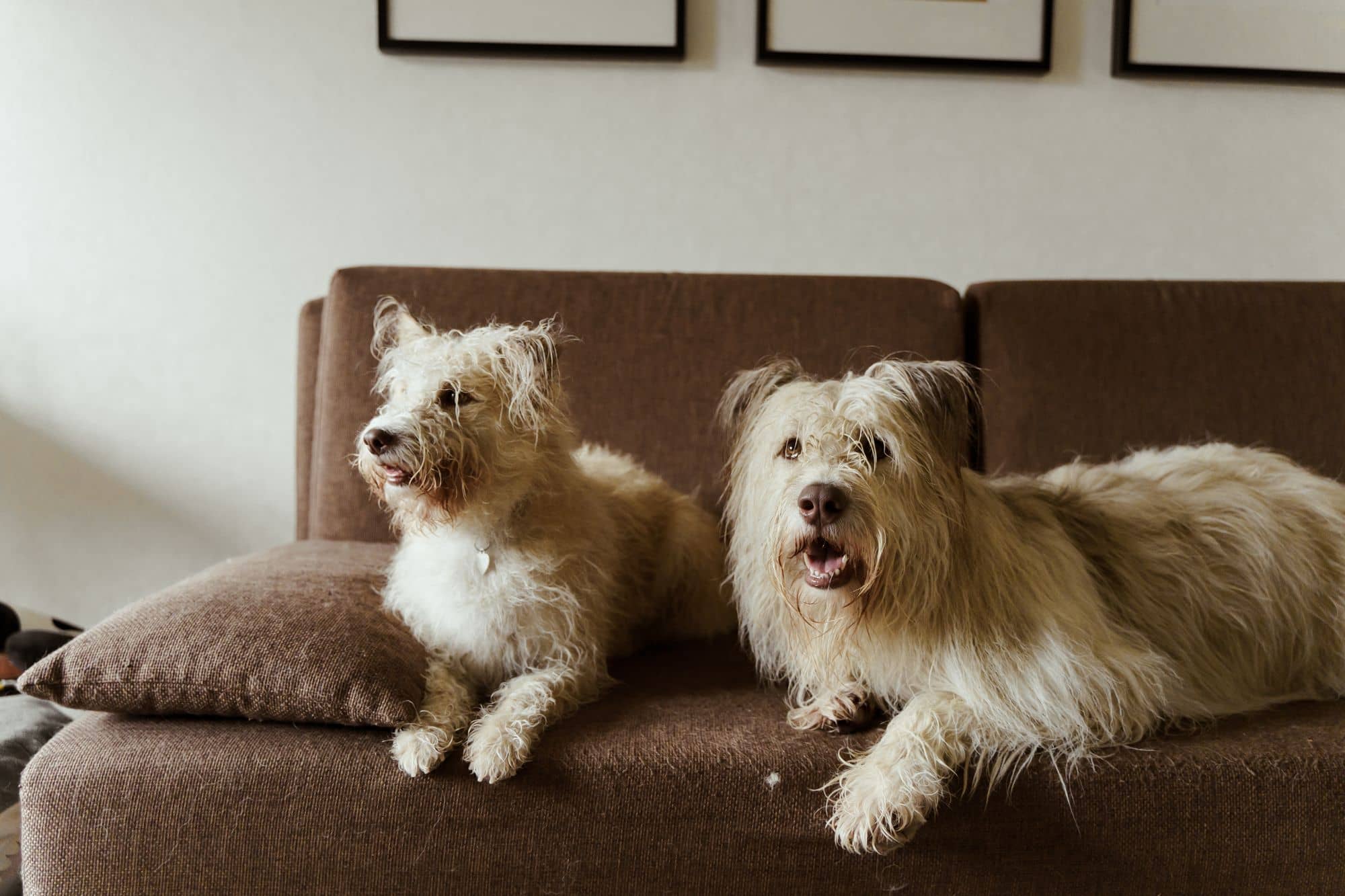 Zwei zottelige helle Hunde liegen nebeneinander auf einem Sofa, darüber gerahmte Bilder an der Wand
