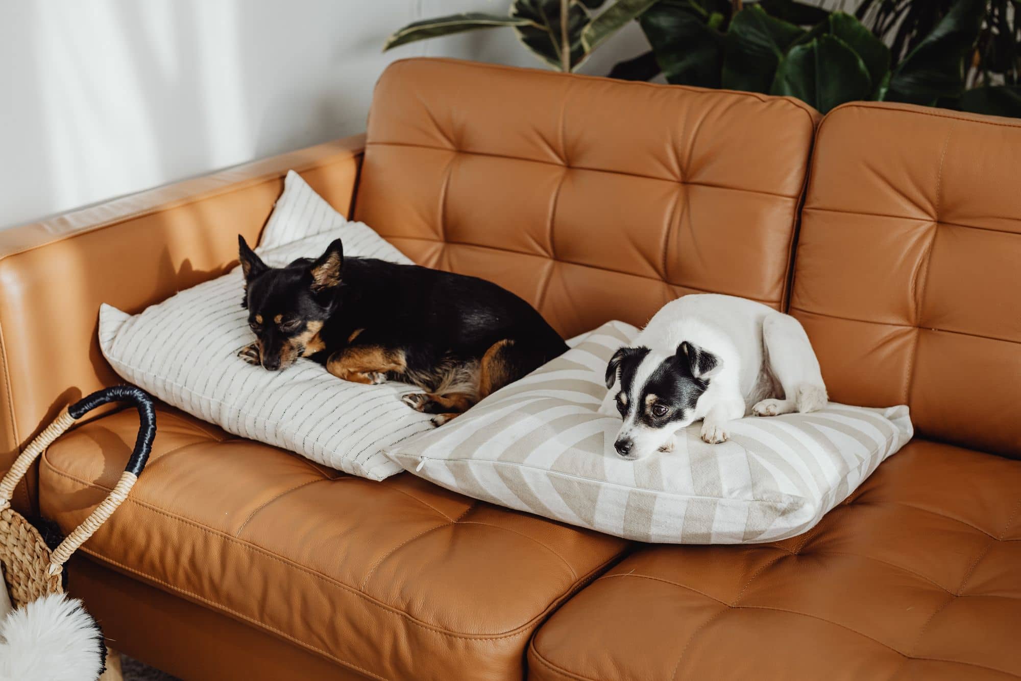 Zwei kleine Hunde liegen auf Kissen auf einem hellbraunen Ledersofa in einem hellen Wohnzimmer