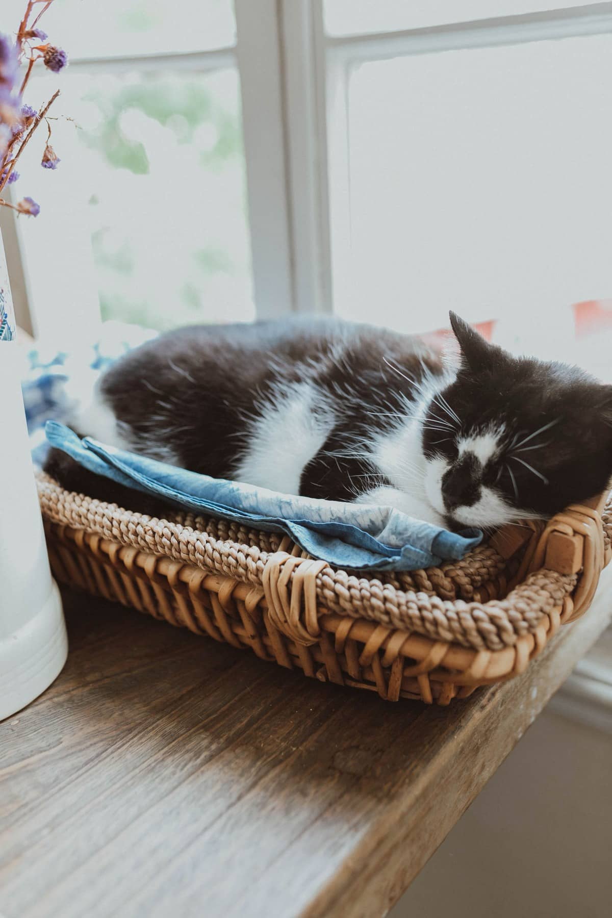 Schwarz-weiße Katze schläft zusammengerollt in einem Weidenkörbchen am Fenster